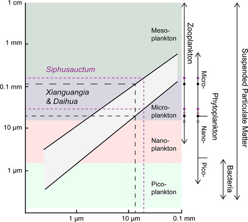 Figure 8. Estimation of suspension-feeding particle size. The distance between adjacent cilia is c. 21 µm in Xianguangia and Daihua (black dotted line and box) and 36 µm in Siphusauctum (purple dotted line and circle), which corresponds to the range of the size of micro-plankton, indicating that Xianguangia, Daihua and Siphusauctum might feed on micro-planktonic organisms, such as micro-phytoplankton. The diagram on the left depicts the relationship between mesh size and food particle size, modified after Vinther et al. (Citation2014, fig. 4 therein). The distribution of the particle size on the right is adopted from Stramski et al. (Citation2004, fig. 1 therein). The hollow box and circle on the solid line terminated with arrows indicate the actual minimum size measured from Xianguangia, Daihua and Siphusauctum fossil specimens, respectively. The solid box and circle are the estimated minimum and maximum particle size mapping from the left diagram.