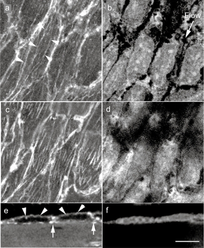 Figure 2 Confocal laser scanning optical images of in situ endothelial cells in guinea pig aorta endothelial cells were doubly stained with rhodamine-labeled phalloidin for F-actin (stress fiber) visualization (a, c, and e) and with propidium iodide for nuclei (b, d, and f). Stress fibers are observed at both the apical side of the cell (arrows) and the basal side of the cell (b), along with the direction of the blood flow (b; flow). e and f; A side view of the endothelium. Apical stress fibers (e; arrows) and the F-actin accumulation of cell-cell apposition sites (e; arrows) are visible.