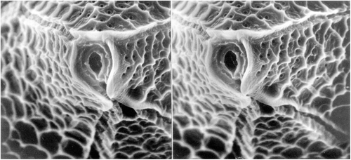 Plate 5. A stereopair of two scanning electron microscope (SEM) photographs of the apical region of Protoperidinium sp., a modern thecate dinoflagellate captured with a plankton net from off the California coast. The subovoidal apical pore is prominent, and lies in the centre right of each image. The canal plate lies below the apical pore, but is largely overlapped by the 2' plate. Each image is 17 μm in width. This plate is Evitt et al. (Citation1998, pl. 9, fig. 7) and is reproduced with the permission of AASP – The Palynological Society.