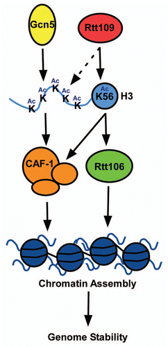 Figure 1 A role for Gcn5 in replication-coupled nucleosome assembly. Rtt109 and Gcn5 are two acetyltransferases that acetylate newly synthesized histone H3. H3 acetylation increases the binding of histones with histone chaperone proteins (CAF-1 and Rtt106) and promotes the deposition of histones onto the newly replicated DNA. Rtt109 predominantly acetylates H3K56, which is important for both CAF-1 and Rtt106 to bind H3. Gcn5 acetylates lysine residues of the H3 N-terminal tail, including H3 lysines 9, 14, 18, 23, and 27, which is important for CAF-1 to bind H3. In addition, Rtt109 is able to acetylate additional residues at the histone H3 N-terminal tail, and this acetylation is a minor contribution compared to Gcn5 (as depicted via a dashed arrow).