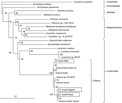 Fig. 1. Phylogenetic analysis of the COI region in earthworms.