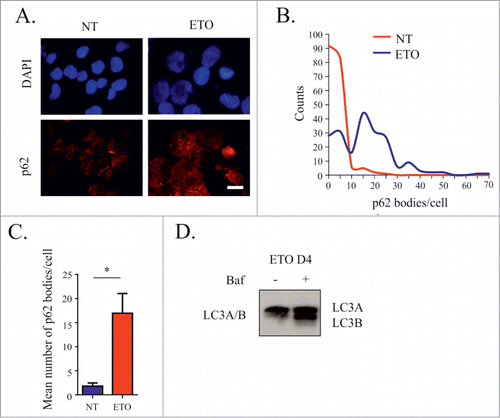 Figure 8. Assessment of macroautophagy following ETO treatment (day 4). PA-1 cells were treated with 8 µM ETO for 20 h and replacement with fresh media in the presence or absence of Baf. Cells were then stained for p62 and the number of p62 positive bodies per cell counted. (A) Immunoflurorescent examples of staining for p62 showing foci (p62 bodies) in control and ETO-treated cells. (B) Representative histograms of p62 bodies/cell. (C) The average number of p62 bodies per cell was compared for NT and ETO treated cells from 3 independent experiments (* p< 0.05, n = 3 ) indicating activation by autophagy. (D) Immunoblotting analysis of the ratio of LC3A and LC3B with and without Baf treatment post ETO treatment. Enhanced levels of LC3B in relation to LC3A as a result of Baf treatment indicates interruption of autophagic flux in ETO treated cells. Bars = 20µm.