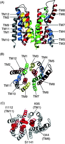 Figure 4. Proposed arrangement of TMs in CFTR-MSDs. (A, B) Symmetrical arrangement of TMs in the ‘channel-like’ homology model presented by Dalton et al. (Citation2012), viewed from the side (A) or from the extracellular side of the membrane (B). Symmetrical ‘pairs’ of TMs from the N- and C-terminal parts of the protein are indicated in the same colour, namely green (TMs 1, 7), brown (TMs 2, 8), yellow (TMs 3, 9), gray (TMs 4, 10), blue (TMs 5, 11) and red (TMs 6, 12). (C) Asymmetrical arrangement of pore-lining TMs 1, 6, 11 and 12. The apparent location of the pore lumen is indicated by the indicated side chains of pore-lining residues from approximately the same level in each of these four TMs, namely K95 (TM1), I344 (TM6), I1112 (TM11) and S1141 (TM12) (see also Figure 5).