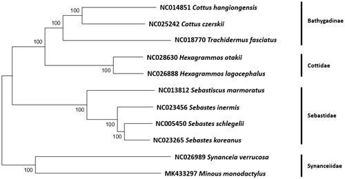 Figure 1. Phylogenetic tree of Minous monodactylus within the Scorpaeniformes. Phylogenetic tree of M. monodactylus complete genome was constructed by MEGA7 software with minimum evolution (ME) algorithm with 1000 bootstrap replications. GenBank accession numbers were shown followed by each species scientific name.