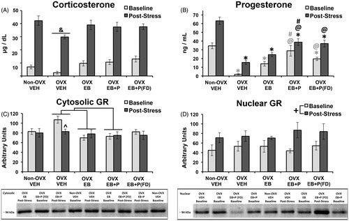 Figure 1. Mean (± S.E.M.) plasma concentrations of (A) corticosterone and (B) progesterone and of hippocampal expression of GR in (C) cytosol and (D) nucleus at baseline (light-gray bars) or post-stress (dark-gray bars) in gonadally-intact (non-ovariectomized [OVX]) females and in OVX females from different treatment groups; OVX females received four daily injections of either vehicle (VEH), estradiol benzoate (EB), EB and progesterone (EB + P), or EB + P (FD; fewer doses; to mimic release in naturally cycling females). Analyses involved between-subjects (five treatment x two stress condition) ANOVAs. Representative western blots are shown below the graphs in (C) and (D). (A) indicates less than all other treatment groups irrespective of stress condition (all p < 0.05 for OVX-VEH compared with all other groups). (B) gray symbols indicate within baseline comparisons of treatment effects and black symbols indicate post-stress comparisons of treatment effects; * indicates less than non-OVX rats; @ indicates greater than OVX-VEH rats; # indicates greater than OVX-EB rats (only statistically significant groups differences are pointed out, all p < 0.05). (C) ^ indicates a significant difference between baseline and post-stress within a treatment group (p = 0.026), and the lines above bars indicate differences between OVX-VEH and OVX-EB or OVX-EB + P (all p < 0.05). (D) + indicates an effect of stress irrespective of treatment group (p = 0.001). For (A) and (B), n = 10 per group. For (C) and (D), n = 5 per group, except for baseline OVX-EB + P and post-stress non-OVX [n = 4], because two samples were lost during extraction).