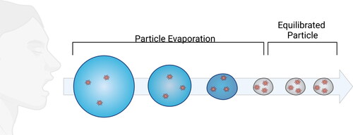 Figure 1. Equilibration of exhaled particles. Created with Biorender.com.