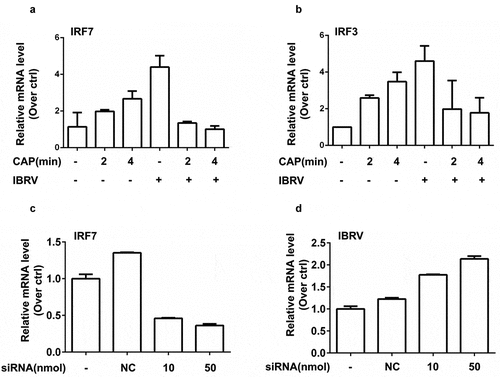 Figure 6. Expression of key genes in immunogenic signaling and their effects on IBRV multiplication. (a) IRF7 and (b) IRF3 gene expression on IBRV infection and/or CAP exposure. (c) Knocking down efficiency of IRF7, and (d) its effect on IBRV multiplication