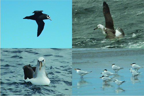 Figure 4.  South Brazil Shelf LME seabirds: spectacled petrel (upper left), juvenile black-browed albatross (upper right), Atlantic yellow-nosed albatross (lower left) and a mixed group of royal terns, Cabbot's tern, and snowy-crowned tern in breeding plumage, with non-breeding South American terns (lower right). Photographer: Leandro Bugoni.