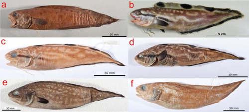 Figure 7. Spottobrotula spp.: (a) Sp. mahodadi, KUMF 02842, holotype, SL 216 mm (preserved for 42 years); (b) Sp. mossambica, SL 175 mm (fresh, caught off Oman, 18°55′N 57°57′E, 116 m depth, Darren Stevens photo); (c) Sp. mossambica, ZMUC P771715, holotype, SL 183 mm (preserved for 35 years); (d) Sp. mossambica, ZMUC P771721, paratype, SL 178 mm (preserved for five years); (e) Sp. persica, ZMUC P771720, holotype, SL 302 mm (preserved for one year; shown mirror-inverted for comparative reasons); (f) Sp. percica, ZMUC P771716, SL 256 mm (preserved for 24 years).