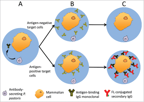 Figure 1. A schematic of GMD-FACS antibody screening. (A) P. pastoris and mammalian target cells are co-encapsulated in GMDs. During induction, P. pastoris secretes full-length mAb, which diffuses throughout the GMD matrix. (B) Secreted full-length mAbs can bind antigen targets on the surface of antigen-positive mammalian cells (lower) but not negative cells (upper), which lack the antigen. (C) Unbound antibody is removed from the GMDs by washing, and fluorophore conjugated secondary antibodies are added to selectively detect antigen-positive target cells (lower).