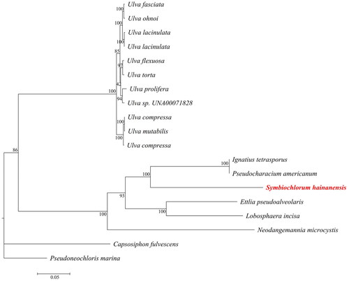 Figure 3. Maximum-likelihood phylogenetic tree based on the chloroplast genome sequences of 19 marine microalgas. The following sequences were used: Symbiochlorum hainanensis (ON645925), Pseudoneochloris marina UTEX 1445 (KY407657.1), Ulva sp. UNA00071828 (KP720616), Ulva fasciata (NC_029040.1), Ulva flexuosa (KX579943.1), Ulva torta (MZ703011.1), Ulva ohnoi (AP018696.1), Ulva compressa (MW548841.1), Ulva mutabilis (MK069584.1), Pseudoneochloris marina (KY407657.1), Lobosphaera incisa (KM821265.1), Ulva lacinulata (MW543061.1), Ulva lacinulata (NC_053614.1), Ulva prolifera (MN853879.1), Ettlia pseudoalveolaris (KM462869.1), Ignatius tetrasporus (KY407659.1), Pseudocharacium americanum (KY407658.1), Capsosiphon fulvescens (NC_039920.1), and Neodangemannia microcystis (KY407660.1).