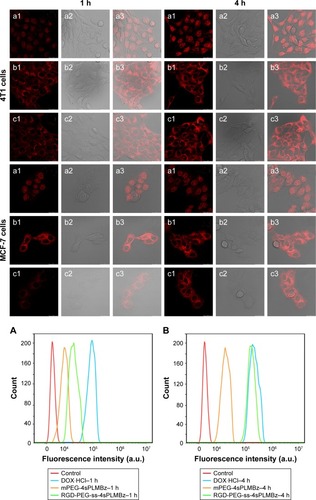 Figure 6 The confocal laser scanning microscopy images of 4T1 cells and MCF-7 cells treated with DOX⋅HCl (a1–a3), DOX/RGD-PEG-ss-4sPLMBz (b1–b3), DOX/mPEG-4sPLMBz (c1–c3) for 1 and 4 hours. The 1 and 2 represent the images of DOX fluorescence channel and and bright field and merged; the scale bar was 25 µm. The flow cytometry results of 4T1 cells (A, B, and E) and MCF-7 cells (C, D, and F) treated with DOX-loaded nanoparticles for 1 (A and C) and 4 hours (B and D). Statistical analysis of 4T1 cells (E) and MCF-7 cells (F) (mean±SD, n=3, *P<0.05, **P<0.005, ***P<0.001). The DOX concentration was 10 µg/mL.Abbreviations: DOX, doxorubicin; DOX⋅HCl, DOX hydrochloride; h, hours; mPEG, methoxy poly(ethylene glycol); PEG, poly(ethylene glycol).