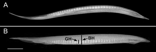 Figure 1. Living adult male of A. lucayanum. A, ventral view showing testes running along right side of body; B, right side view with gonad height (GH) and body height (BH) indicated; the percentage of the former divided by the latter is the gonad index. Scale bar: 2 mm.