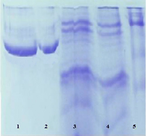 Figure 1 SDS-PAGE bands of 6PGD (Lane 1and 2: Human erythrocytes 6PGD. Lane 3: Ammonium sulfate precipitation. Lane 4: Hemolysate. Lane 5: Standards: Rabbit myosin (205,000), E. coli β-galactosidase (116,000), rabbit phosphorylase B (97,400), bovine albumin (66,000), chicken ovalbumin (45,000), and bovine carbonic anhydrase (29,000).