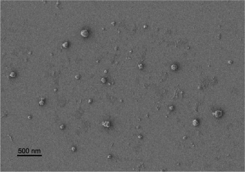 Figure 1 SEM image of 5-FU-loaded nanoparticles.Abbreviations: SEM, scanning electron microscopy; 5-FU, 5-fluorouracil.