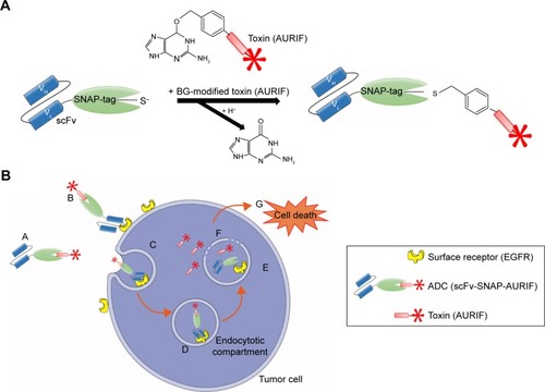 Figure 1 SNAP-tag technology and the mechanism of action of the scFv-SNAP-AURIF ADCs.