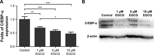 Figure 7 Western blotting was used to analyze the expression of adipogenic genes C/EBP-α in hASCs cultured in various concentrations of EGCG for 14 days.