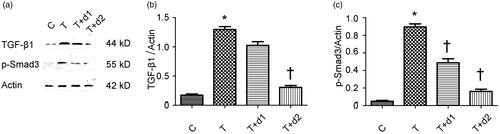 Figure 6. (a) Representative gel photographs of Western blotting for TGF-β1 and p-Smad3. (b, c) Semiquantitative analysis for protein expression of TGF-β1 and p-Smad3. C: HK-2 treated with media only; T: HK-2 treated with TGF-β1 (10 ng/mL); T + d1: HK-2 treated with TGF-β1 (10 ng/mL) and UA (10 μM); T + d2: HK-2 treated with TGF-β1 (10 ng/mL) and UA (50 μM). *p < 0.05 VS. C, †p < 0.05 VS. T.