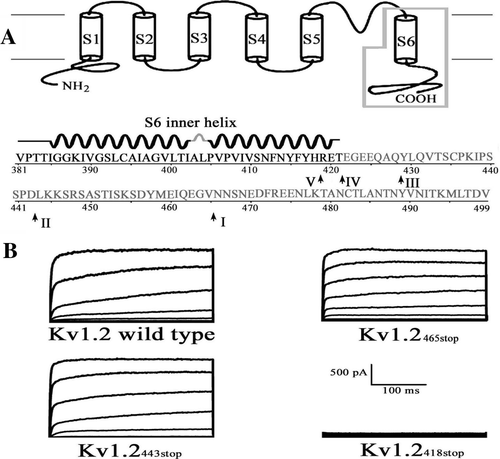 Figure 1.  Transmembrane topology and current traces for the channels. (A) Polypeptide chain topology of the Kv1.2 channel with sequence of its S6 inner helix and C-terminus (NP_037102). The six cylinders correspond to the six transmembrane segments of the channel. The intrinsically disordered C-terminus is in grey. Arrow heads indicate the five truncation sites. I: Kv1.2465stop, II: Kv1.2443stop III: Kv1.2428stop IV: Kv1.2421stop V: Kv1.2418stop. Diagram above indicates secondary structural motifs in the Kv1.2 channel (PDB ID: 2A79). (B) Representative current traces for the wild type Kv1.2, Kv1.2465stop, Kv1.2443stop p, and Kv1.2418stop channels, respectively. The currents were evoked by stepping membrane potential from −100 to +80 mV in a step of 20 mV.