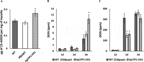 Fig. 6 Effect of FgCPP1 on DON production. (a) 15-ADON accumulation by Δfgcpp1, FgCPP1-OX1 or WT in axenic culture under DON-inducing conditions. Bars represent standard error from six replicates. (b) DON accumulation in spray inoculated ‘Penhold’ spikes at 1, 2 and 3 dpi with Δfgcpp1, FgCPP1-OX1 or WT. The inoculations were performed three times, each with five replicates for each time point. For each repetition, five replicates (spikes) were harvested together for each time point for DON estimation. Data from three repetitions were used for analysis. (c) DON production in point inoculated ‘Penhold’ spikelets at 1, 2 and 3 dpi with Δfgcpp1, FgCPP1-OX1 or WT. The inoculations were performed three times, each with five replicates for each time point. For each repetition, five replicates were harvested together fore each time point for DON estimation. Data from three repetitions were used for analysis. Asterisks indicate statistically significant differences compared with the WT (p < 0.05).