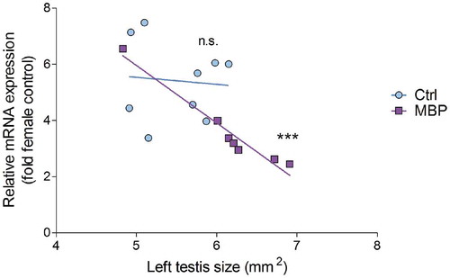 Figure 5. The relationship between relative mRNA expression of SOX9 in the left testicle and the size of this organ in control (light blue circles) and MBP-treated (dark purple squares) chicken embryos. Pearson correlation analysis was performed to assess whether the SOX9 expression correlates with the size of the left testicle in the control group (correlation coefficient: −0.086; R2: 0.007; p-value: 0.83) and in the MBP group (correlation coefficient: −0.98; R2: 0.95; p-value: 0.0002).