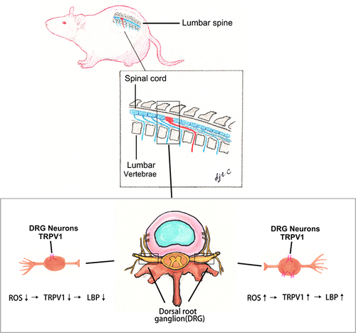 Figure 5 Illustration of ROS-induced upregulation of TRPV1 in DRGs of rats. Schematic illustration of DRG anatomy and potential mechanism.