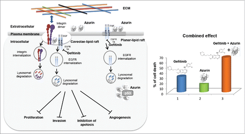 Figure 1. [Left] Gefitinib binds to the intracellular enzyme (tyrosine kinase) of the EGFR ultimately inducing anti-proliferative effects. Azurin binds to cancer cells through binding to lipid raft components and cell-surface receptors. Upon entry, azurin interferes in cancer cell growth by multiple mechanisms including complex formation with p53. [Right] A dual therapy has demonstrated that azurin enhances the sensitivity of the anticancer drug Gefitinib.