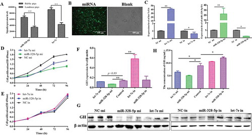 Figure 2. Differentially expressed pituitary miRNAs inhibited proliferation and GH synthesis of primary pituitary cells. (A) let-7e and miR-328-5p were highly expressed and differently expressed between the pig breeds with different growth performance. (B) Detection of the transfection efficiency of miRNAs in primary pituitary cells by fluorescence microscopy. (C) Detection of the transfection efficiency of let-7e and miR-328-5p mimics or inhibitors in primary pituitary cells by qRT-PCR. (D, E) The proliferation of primary pituitary cells transfected with let-7e and miR-328-5p mimics (D) or inhibitors (E). (F) Relative GH1 mRNA expression in primary pituitary cells transfected with let-7e and miR-328-5p mimics or inhibitors. (G) GH protein expression in primary pituitary cells transfected with let-7e and miR-328-5p mimics or inhibitors detected by western blot. (H) The released GH determined by ELISA in the cell medium after the transfection of let-7e and miR-328-5p mimics and inhibitors. * p < 0.05; ** p < 0.01