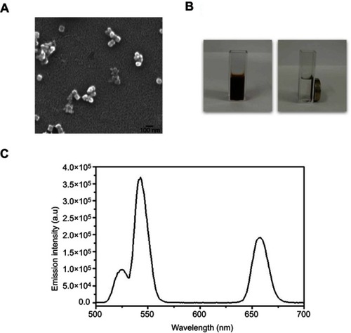 Figure 2 Characterization of the superparamagnetic NaYF4:Yb,Er@PE3@Fe3O4 upconversion nanoprobes. (A) Scanning electron microscopy image revealing cubic morphology of these nanoprobes with a uniform diameter of ~50 µm. Scale bar, 100 µm. (B) Images of synthesized nanoprobes dispersed in an aqueous solution in the absence (left) and presence (right) of a neighboring magnet. (C) Upconversion emission spectra of synthesized nanoprobes under 980 nm laser excitation, with a major peak centered at 550 nm.