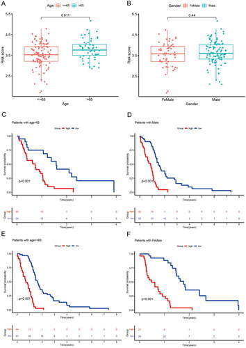 Figure 7. Correlation between risk score and clinical traits and subgroup survival analysis. (A) Correlation between risk score and age. (B) Correlation between risk score and Gender. (C) Survival analysis of risk scores in patients with age > 65. (D) Survival analysis of risk scores in patients with male. (E) Survival analysis of risk scores in patients with age< =65. (F) Survival analysis of risk scores in patients with female.