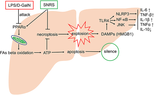 Figure 10 Possible mechanisms of SNRS in the treatment of ALF.