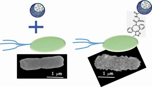 Figure 2. Attachment of mesoporous silica nanoparticles to the surface of bacteria through click chemistry means [Citation110].