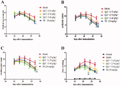 Figure 2. Effects of QLY granules on arthritis signs in AA rats. (A) The global assessment of AA rats. (B) The arthritis index of AA rats. (C) The swollen joint count of AA rats. (D) The paw swelling of AA rats. Data are expressed as the mean ± SD, with 10 animals in each group. **p < 0.01 vs. normal; #p < 0.05, ##p < 0.01 vs. model.