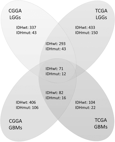 Figure 1. Numbers of differentially expressed genes according to IDH status in four groups of samples. Genes were analyzed in four cohorts: low-grade gliomas in CGGA cohort (CGGA LGGs), glioblastomas in CGGA cohort (CGGA GBMs), low-grade gliomas in TCGA cohort (TCGA LGGs), and glioblastomas in TCGA cohort (TCGA GBMs). Genes that were both significant in Student’s t-test (p < 0.05) and SAM (FDR < 0.01) were counted. Each digit represents the number of significantly upregulated genes in the corresponding group. The overlapped genes across four groups were selected for further survival analysis.