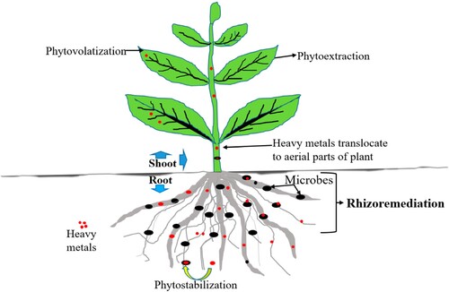 Figure 6. Heavy metals uptake mechanisms by plants and microbes (Citation127).