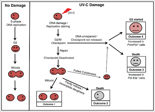 Figure 6. Cell cycle progression in verterbrate cells after UV-C damage. A schematic model showing the possible outcomes as a cell progresses through the cell cycle after UV-C damage, in comparison with undamaged cells. Work described here has identified differences in the percentage of cells achieving each outcome, dependent on its complement of TLS polymerases. An increase in Outcome 4 is observed in the absence of PrimPol, while Outcome 3 becomes more prevalent in cells lacking Pol η.