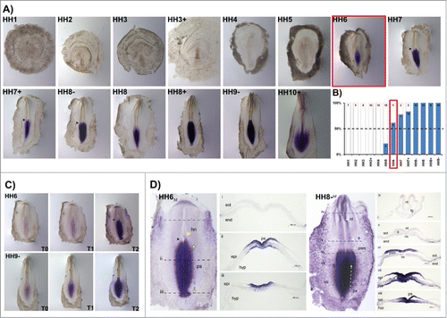 Figure 5. HoxB8 expression patterns. (A) Evaluation of HoxB8 gene expression by in situ hybridization. Black arrowheads highlight asymmetrical expression around the Henson's node. (B) Representation of the percentage of embryos that display HoxB8 expression. Numbers indicate the experimental N. Red boxes highlight the developmental stage where over 50% of the tested embryos present HoxB8 staining. (C) In situ hybridization images obtained with increasing times of staining, evidencing graded HoxB8 expression. (D) Transverse section analysis of HoxB8 expression patterns in different developmental stages. hf – head fold; hn – Hensen's node; ps – primitive streak; ect – ectoderm; end – endoderm; epi – epiblast; hyp – hypoblast; nt – neural tube; s – somite; psm – presomitic mesoderm; fg – foregut; nc – notochord.