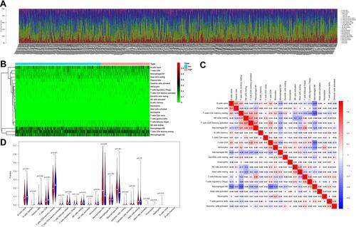 Figure 5 The landscape of immune cell infiltration between the high- and low-risk group in the TCGA training cohort. (A) Barplot of different immune cell infiltrations. (B) Heat map of the tumor-infiltrating cell proportions. (C) Correlation matrix of the association between the expression level of the six ARGs and tumor-infiltrating immune cell infiltrations. (D) Violin plot showing differences of infiltrating immune cell types between the low- and the high-risk group.