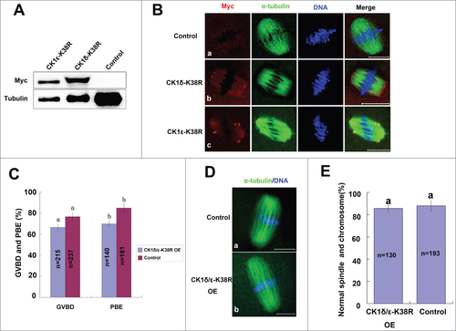 Figure 7. Effect of overexpression of kinase-dead CK1-K38R on mouse oocyte meiosis. (A, B) Oocytes were injected with 1 μg/μl myc-CK1δ-K38R or myc-CK1ε-K38R mRNA, control oocytes were injected with RNAse-free water. After 12 hours of arresting at GV stage, these oocytes were either collected for western blot analysis of the expression of exogenous protein (A), or cultured to MI and immunostained with anti-myc (green) and anti-α-tubulin (red) antibodies (B), DNA (blue) was counterstained with Hoechst 33342. Bar =20 μm. (C) Oocytes were injected with a mixture of 1 μg/ul myc-CK1δ-K38R and myc-CK1ε-K38R, control oocytes were injected with Rnase-free water. After 12 hours of arresting at GV stage, oocytes were released and cultured for 14 hours. The rates of GVBD and PBE were calculated respectively. Data are presented as mean±s.e.m. The same superscript letters indicate no statistical difference (p > 0.05). (E) Representative images of spindles and chromosomes in CK1-K38R overexpression group and control group. Oocytes of CK1 overexpression group and control group were cultured to MII stage, then fixed and stained for α-tubulin (green) and DNA (blue). Bar = 20 μm. (F) Percentage of oocytes with normal spindles and chromosomes in CK1-K38R overexpression group and control group. The same superscript letters indicate no statistical difference (p > 0.05).