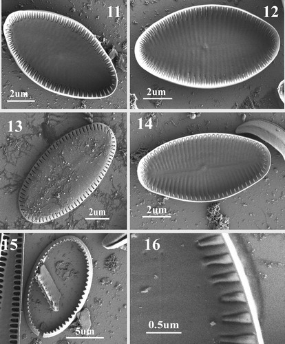 Figs 11–16. SEM images of SV of Navithidium delicatissima. Figs 11, 12, 14. SV internal view of entire valve showing marginal striae and vestigial virgae. Fig. 13. External valve view showing areolae arranged on the mantle. Fig. 15. SV valvocopula. Fig. 16. Internal view of marginal striae composed of a single triangular areola with domed hymenes open only at the sides as very narrow slits which are only open on the peripheral ring.