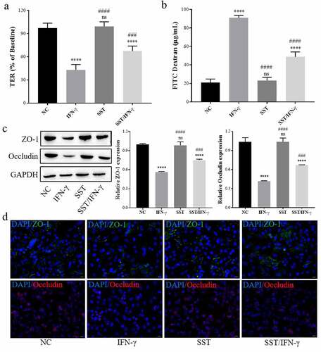 Figure 2. SST inhibited IFN-γ-induced disruption of tight junctions in Caco-2 cells. (a) Changes in TER in Caco-2 monolayer cells treated with IFN-γ and/or SST. (b) Changes in FITC-dextran permeability in Caco-2 monolayer cells treated with IFN-γ and/or SST. (c) Expression of ZO-1 and Occludin in Caco-2 cells treated with IFN-γ and/or SST. (d) Representative images of Caco-2 cell immunofluorescence staining. Bars ‘ – ’ indicate 20 μm. NC, negative control; IFN-γ, IFN-γ treated only; SST, SST treated only; SST/IFN-γ, SST pretreated before IFN-γ treatment. One‑way ANOVA followed by Bonferroni post hoc test was used to compare the differences among different groups, ‘ns’ indicated no significance. nsP>0.05, ****P < 0.0001 vs. NC group; ###P < 0.001, ####P < 0.0001 vs. IFN-γ group.