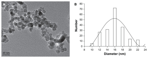 Figure 1 Image (A) and mean size (B) of magnetic nanoparticles of Fe3O4.
