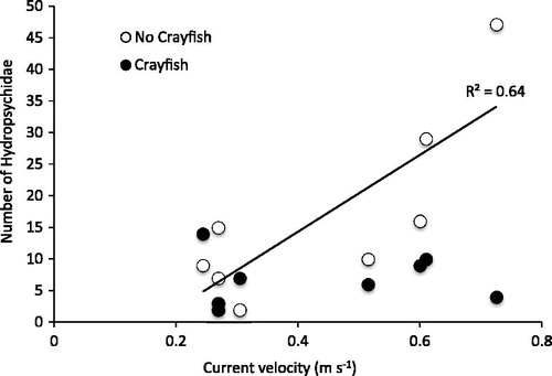 Figure 4. The interaction between crayfish treatment and current velocity on the abundance of hydropsychids in cages. Hydropsychid numbers increased with current only where O. rusticus crayfish were absent.