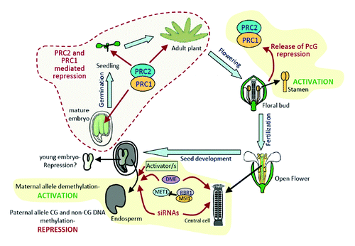 Figure 2. Model of AtBMI1C regulation during plant development. AtBMI1C is an endosperm imprinted gene. The expression of the maternal allele depends on DNA demethylation and a putative transcriptional activator/s, and the silencing of the paternal allele requires high levels of maternal transcripts, CG methylation, and RdDM. AtBMI1C is not expressed during embryo or vegetative development. The silencing in young embryos is achieved through an as-yet unknown mechanism, but in mature embryos and then after germination, the repression of AtBMI1C depends on PcG. During stamen development, the PcG-mediated repression of AtBMI1C is released to allow the biallelic expression of the gene. Courtesy of M. Calonje (Heidelberg, Germany).