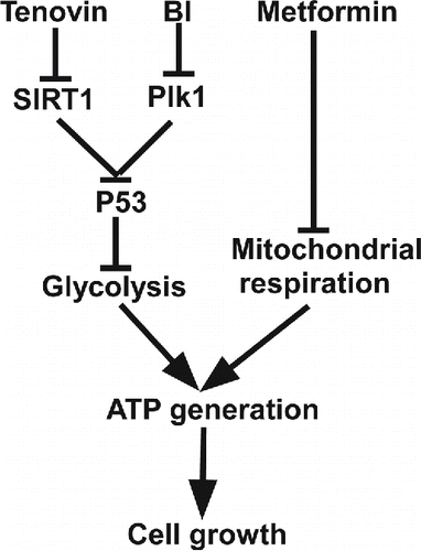 Figure 7. A proposed working model. Combination of p53 stabilizing agents such as Tenovin-1 and BI2536 with metformin is a valid approach to treat cancers carrying wild type p53.