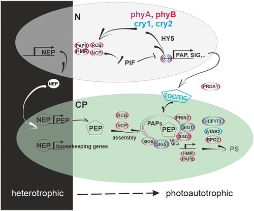 Figure 2. Schematic view of the regulation of the expression of the plastid encoded genes by photoreceptors in the dark and the light. The transition from the heterotrophic (dark) to the photoautotrophic (in the light) state is depicted left to right. Nuclear-encoded NEP induces the expression of housekeeping genes and PEP. In the light, nuclear-encoded factors assist in assembling the PEP complex leading to the formation of functional photosynthetic complexes. The colour code specifies the photoreceptors involved in regulating the nuclear-encoded factors. N, nucleus; CP, chloroplast; PS, Photosynthesis. Please refer to the text for further details.