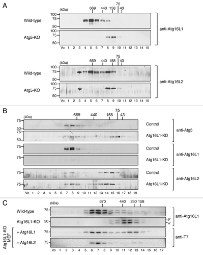 Figure 4. Atg16L2 forms an ~800-kDa protein complex the same as Atg16L1 does. (A) Cytosolic fractions of the homogenates of wild-type MEF cells or Atg5-KO MEF cells were separated by size exclusion chromatography. Each fraction was subjected to 10% SDS-PAGE followed by immunoblotting with anti-Atg16L1 antibody (top two panels) or anti-Atg16L2 antibody (bottom two panels). The asterisks presumably correspond to nonspecific bands by anti-Atg16L2 antibody. (B) Cytosolic fractions of the homogenates of wild-type MEF cells and Atg16L1-KD MEF cells transfected with specific Atg16L1 siRNA were separated as described in (A). Each fraction was subjected to 10% SDS-PAGE followed by immunoblotting with anti-Atg5 antibody (top two panels), anti-Atg16L1 antibody (middle two panels), or anti-Atg16L2 antibody (bottom two panels). (C) Cytosolic fractions of the homogenates of wild-type MEF cells or Atg16L1-KO MEF cells retrovirally expressing T7-Atg16L-111 (Atg16L1) or T7-Atg16L-222 (Atg16L2) were separated as described in (A). Each fraction was subjected to 10% SDS-PAGE followed by immunoblotting with anti-T7 tag antibody or anti-Atg16L1 antibody. The positions of the molecular mass standards (in kDa) are shown at the top (or left). Vo, void fraction.