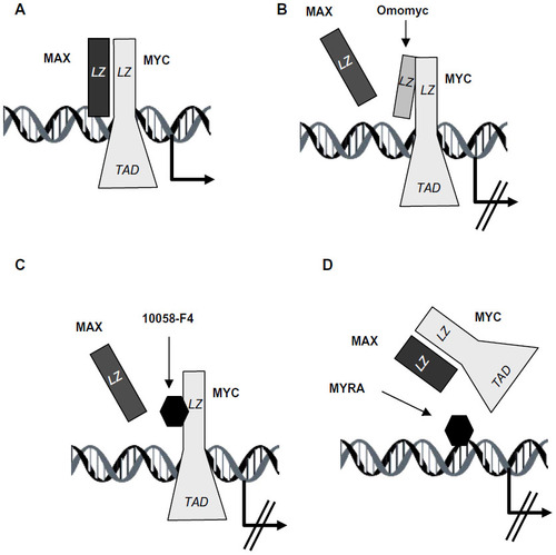 Figure 4 MYC inhibition strategies based on the interruption of the MYC–MAX dimerization.