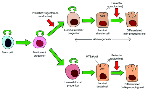 Figure 1. Model of dual role of prolactin/STAT5 in the mammary gland. Multipotent progenitors arise from the stem cell pool. These can generate a number of cell populations including ductal and alveolar progenitors. Alveolar progenitors appear during pregnancy and initiate alveologenesis. Evidence would suggest that progesterone and prolactin are required for the development of this population. Later in pregnancy, Akt1 stimulates the production of autocrine prolactin which activates STAT5 to promote the production of milk components and the terminal differentiation of luminal cells. The MTB/tAkt1 mice used in the study by Chen et al. 2012 drives the activation of Akt1 in luminal ductal cells resulting in their terminal differentiation but cannot give rise to alveologenesis as this would require prolactin to act instead on the multipotent progenitors.