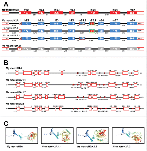 Figure 1. Gene organization and protein structure of the mussel macroH2A. A) Gene organization of human (Hs) and mussel (Mg) macroH2A genes (represented at an arbitrary scale for comparison purposes). Hs macroH2A.1.1 and Hs macroH2A.1.2 are splicing variants from the Hs macroH2A.1 gene. The length of exons and introns (number of nucleotides) is indicated at the corresponding positions (mE, mussel exon; hE, human exon). Exon numbering in humans was assigned after.Citation6 Red open boxes at 5′ and 3′ positions represent untranslated regions (UTRs), indicating their length in nucleotides. B) Secondary structure prediction for different macroH2A variants from metazoan animals including vertebrates and invertebrates. Red boxes and red arrows indicate the presence of α-helices and β-sheets, respectively, at the amino acid positions indicated. C) Predicted tertiary structure for Mg macroH2A [modeled using Phyre2 Citation73] compared with those of human macroH2A proteins.